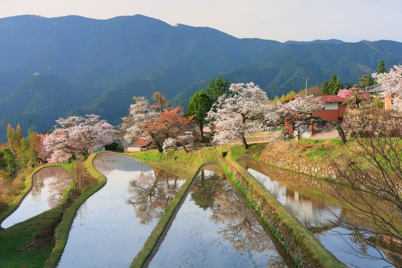 無料壁紙 棚田の山桜。PCとデスクトップ壁紙に最適な4K高画質の無料壁紙。三重県津市の三多気の桜で撮影したフリー写真素材