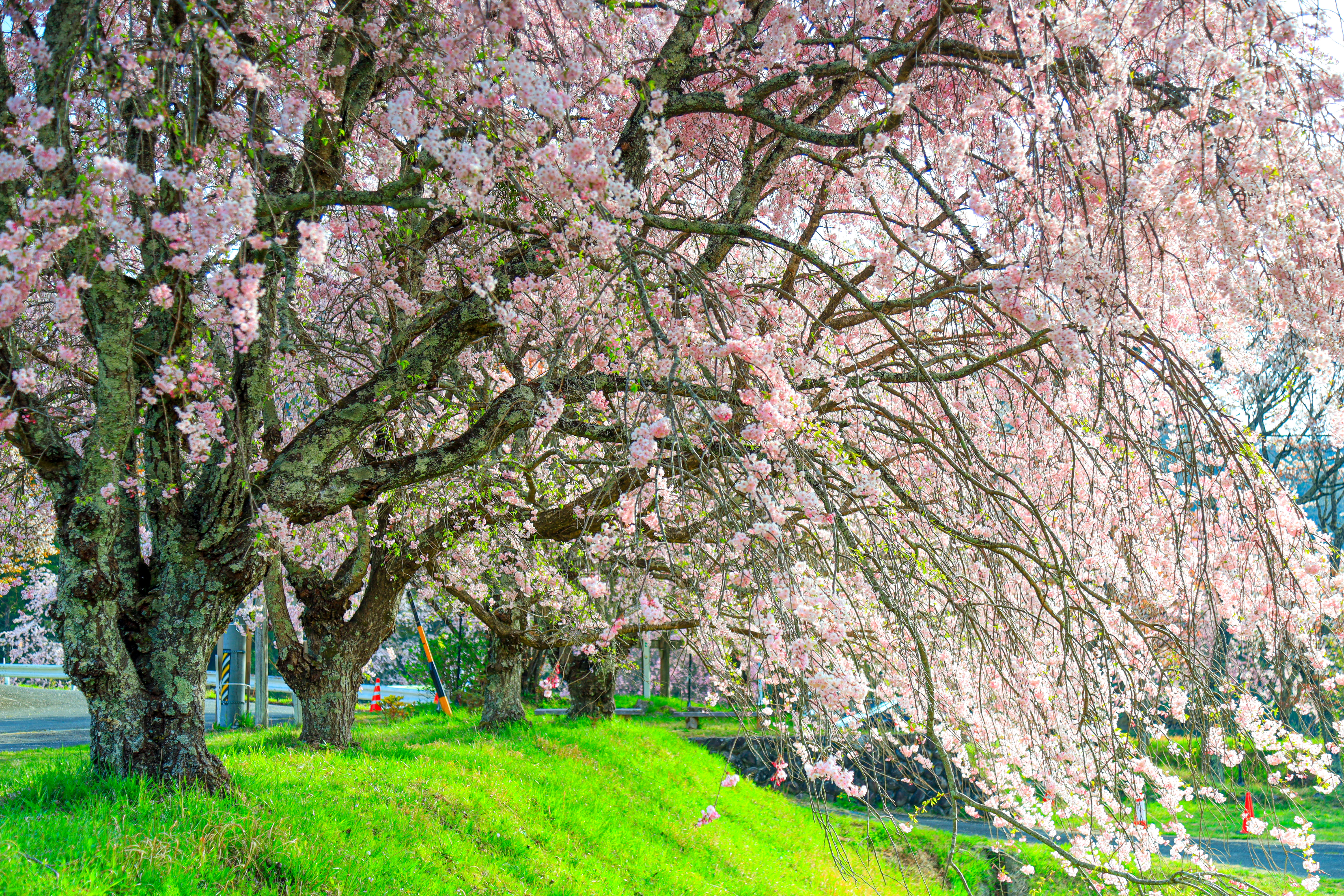 無料壁紙 第二駐車場の山桜。PCとデスクトップ壁紙に最適な4K高画質の無料壁紙。三重県津市の三多気の桜で撮影したフリー写真素材