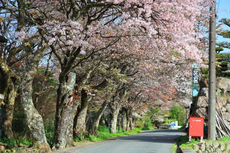 無料壁紙 山桜並木。PCとデスクトップ壁紙に最適な4K高画質の無料壁紙。三重県津市の三多気の桜で撮影したフリー写真素材
