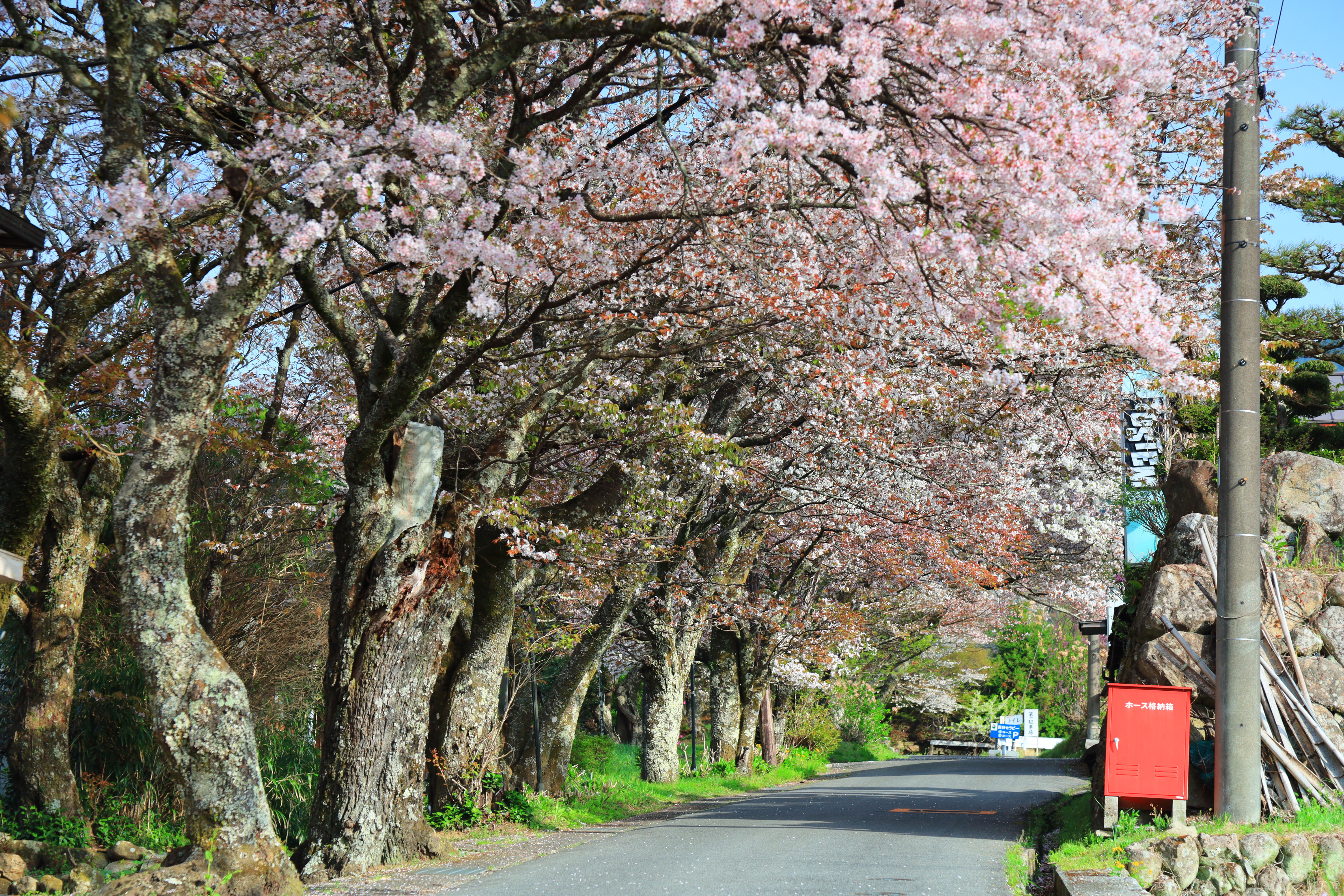 無料壁紙 山桜並木。PCとデスクトップ壁紙に最適な4K高画質の無料壁紙。三重県津市の三多気の桜で撮影したフリー写真素材