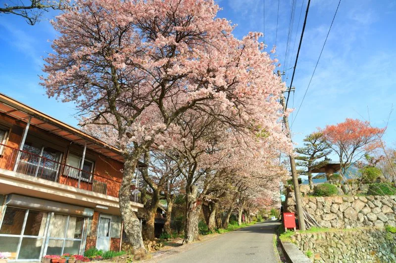 無料壁紙 山桜並木の開始地点。PCとデスクトップ壁紙に最適な4K高画質の無料壁紙。三重県津市の三多気の桜で撮影したフリー写真素材