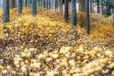 無料壁紙 ミツマタが密集する場所。PCとデスクトップ壁紙に最適な4K高画質の無料壁紙。三重県伊賀市のミツマタの森で撮影したフリー写真素材