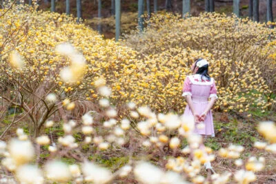 無料壁紙 ミツマタの森を散策する女性。PCとデスクトップ壁紙に最適な4K高画質の無料壁紙。三重県伊賀市のミツマタの森で撮影したフリー写真素材