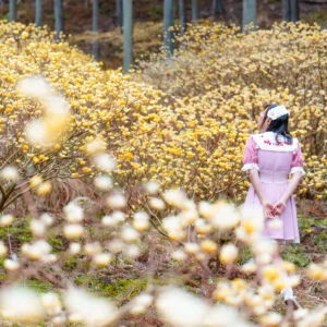 無料壁紙 ミツマタの森を散策する女性。PCとデスクトップ壁紙に最適な4K高画質の無料壁紙。三重県伊賀市のミツマタの森で撮影したフリー写真素材