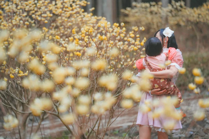 無料壁紙 ミツマタの森を干渉する親子。PCとデスクトップ壁紙に最適な4K高画質の無料壁紙。三重県伊賀市のミツマタの森で撮影したフリー写真素材