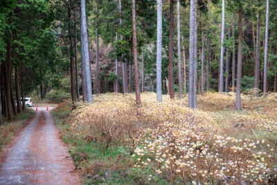 無料壁紙 駐車場からミツマタの森までの通路。PCとデスクトップ壁紙に最適な4K高画質の無料壁紙。三重県伊賀市のミツマタの森で撮影したフリー写真素材