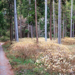 無料壁紙 駐車場からミツマタの森までの通路。PCとデスクトップ壁紙に最適な4K高画質の無料壁紙。三重県伊賀市のミツマタの森で撮影したフリー写真素材