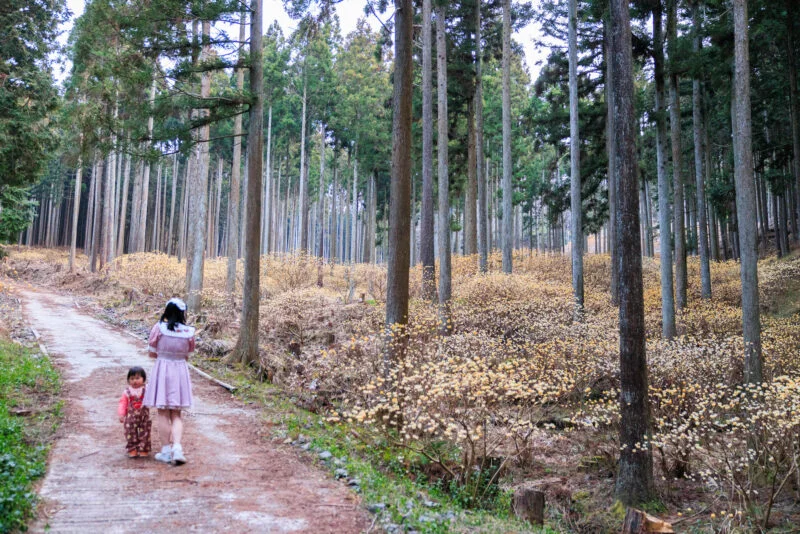 無料壁紙 ミツマタの森の散策路。PCとデスクトップ壁紙に最適な4K高画質の無料壁紙。三重県伊賀市のミツマタの森で撮影したフリー写真素材