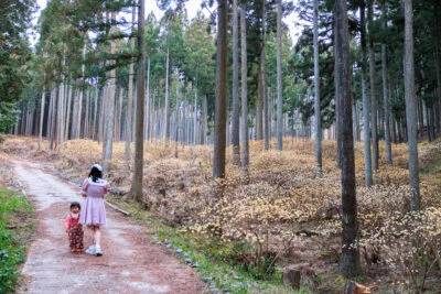 無料壁紙 ミツマタの森の散策路。PCとデスクトップ壁紙に最適な4K高画質の無料壁紙。三重県伊賀市のミツマタの森で撮影したフリー写真素材