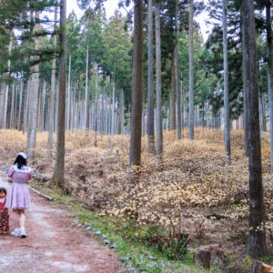 無料壁紙 ミツマタの森の散策路。PCとデスクトップ壁紙に最適な4K高画質の無料壁紙。三重県伊賀市のミツマタの森で撮影したフリー写真素材