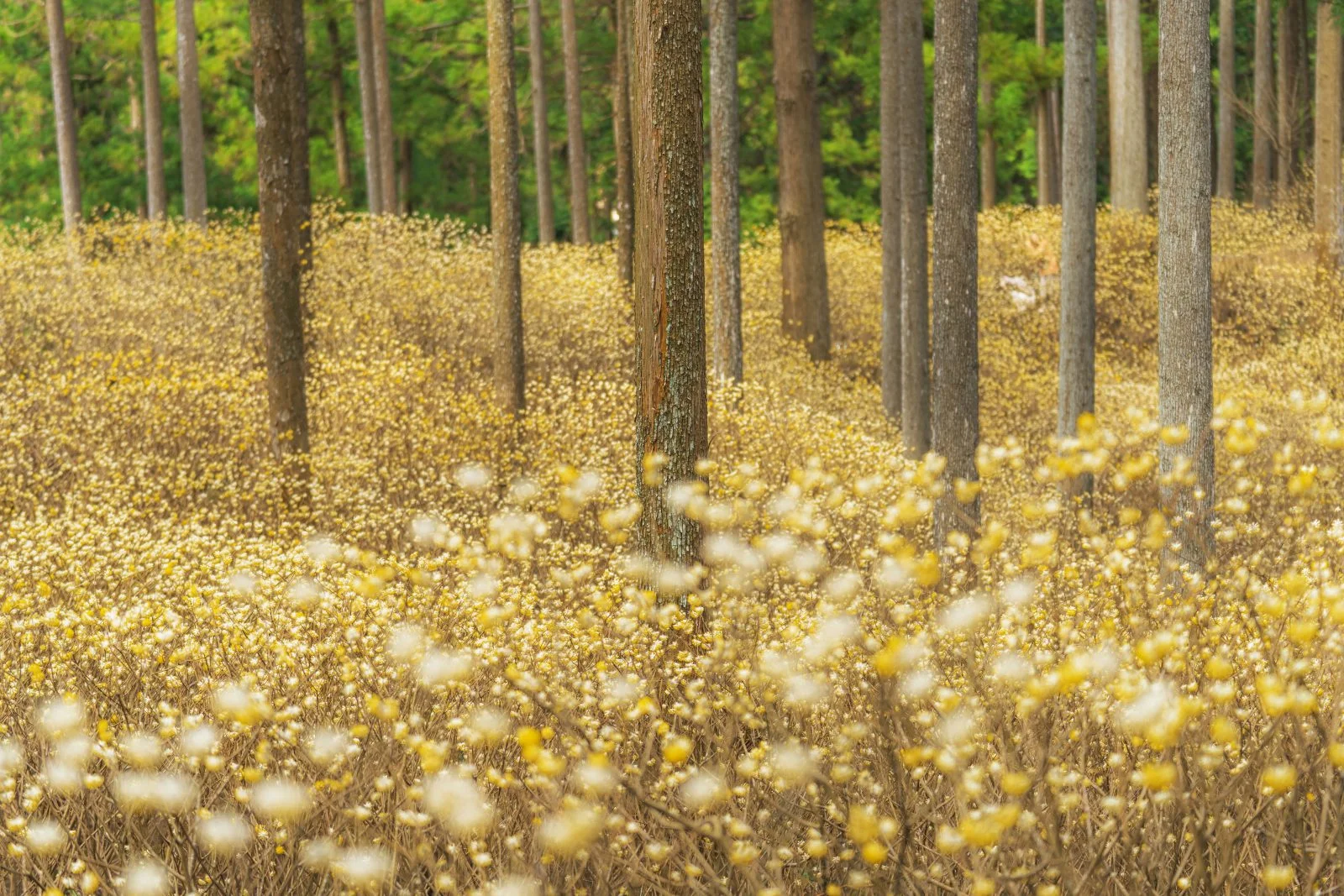 無料壁紙 妖精の森。PCとデスクトップ壁紙に最適な4K高画質の無料壁紙。三重県津市のミツマタ群生地で撮影したフリー写真素材