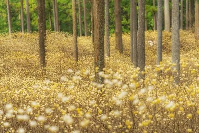 無料壁紙 妖精の森。PCとデスクトップ壁紙に最適な4K高画質の無料壁紙。三重県津市のミツマタ群生地で撮影したフリー写真素材