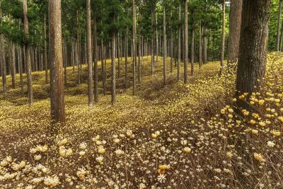 無料壁紙 満開のミツマタ。PCとデスクトップ壁紙に最適な4K高画質の無料壁紙。三重県津市のミツマタ群生地で撮影したフリー写真素材