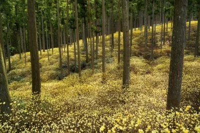 無料壁紙 ミツマタと杉。PCとデスクトップ壁紙に最適な4K高画質の無料壁紙。三重県津市のミツマタ群生地で撮影したフリー写真素材