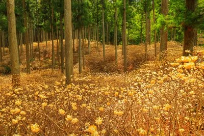 無料壁紙 ミツマタが輝く。PCとデスクトップ壁紙に最適な4K高画質の無料壁紙。三重県津市のミツマタ群生地で撮影したフリー写真素材