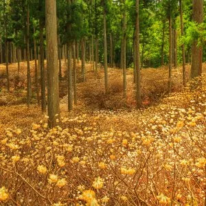 ミツマタ群生地のフリー素材・壁紙
