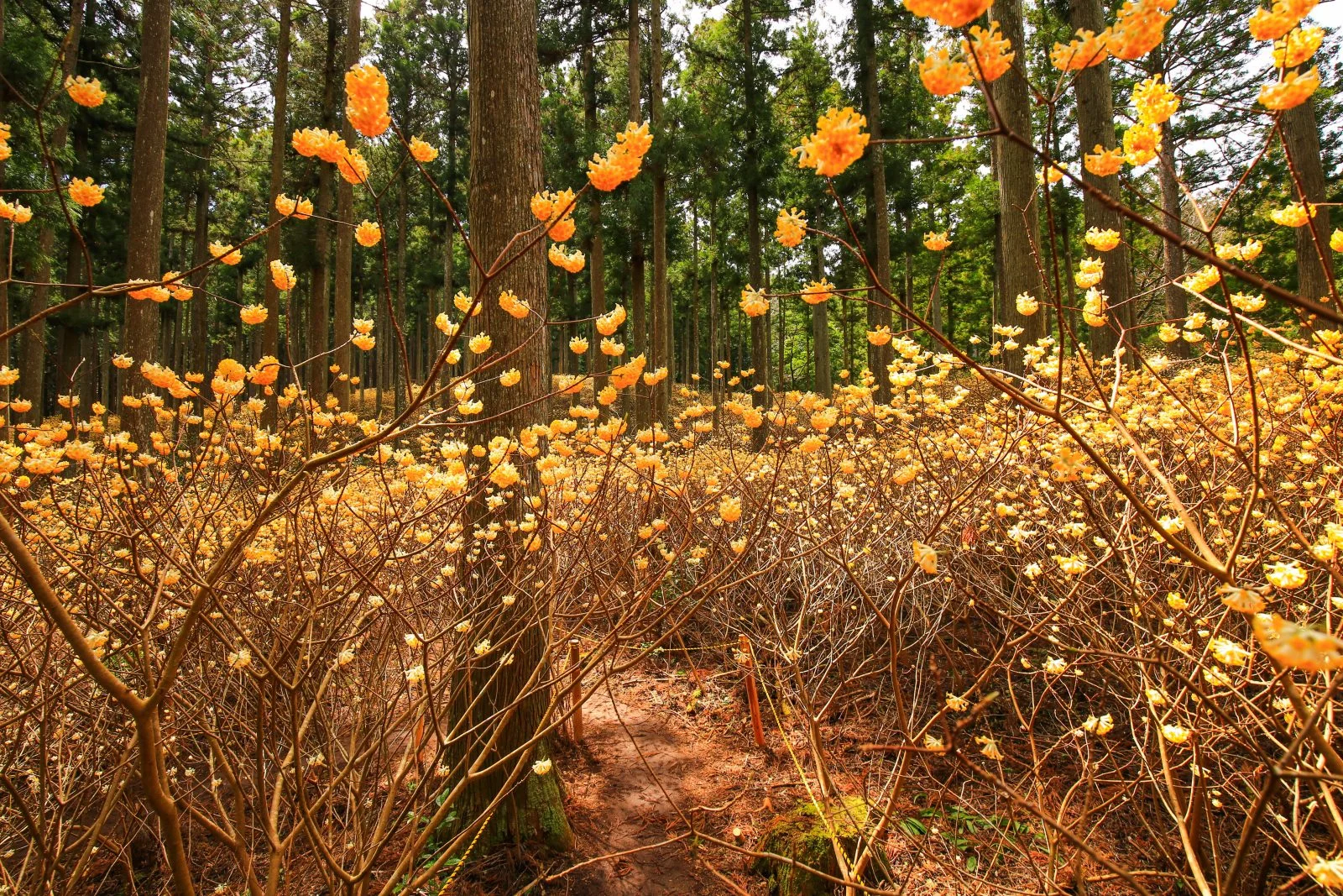 無料壁紙 ミツマタ林道。PCとデスクトップ壁紙に最適な4K高画質の無料壁紙。三重県津市のミツマタ群生地で撮影したフリー写真素材