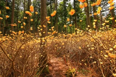 無料壁紙 ミツマタ林道。PCとデスクトップ壁紙に最適な4K高画質の無料壁紙。三重県津市のミツマタ群生地で撮影したフリー写真素材