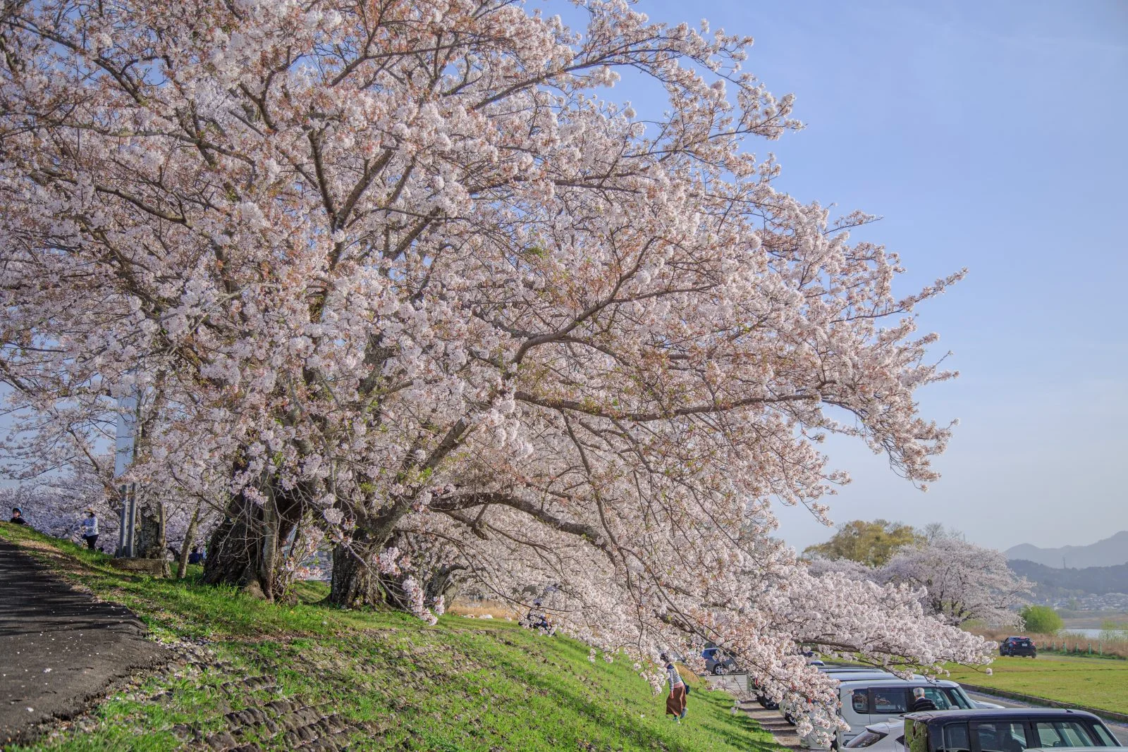 無料壁紙 咲き乱れ。PCとデスクトップ壁紙に最適な4K高画質の無料壁紙。三重県伊勢市の宮川堤の桜並木で撮影したフリー写真素材