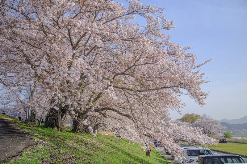 無料壁紙 咲き乱れ。PCとデスクトップ壁紙に最適な4K高画質の無料壁紙。三重県伊勢市の宮川堤の桜並木で撮影したフリー写真素材