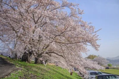 無料壁紙 咲き乱れ。PCとデスクトップ壁紙に最適な4K高画質の無料壁紙。三重県伊勢市の宮川堤の桜並木で撮影したフリー写真素材