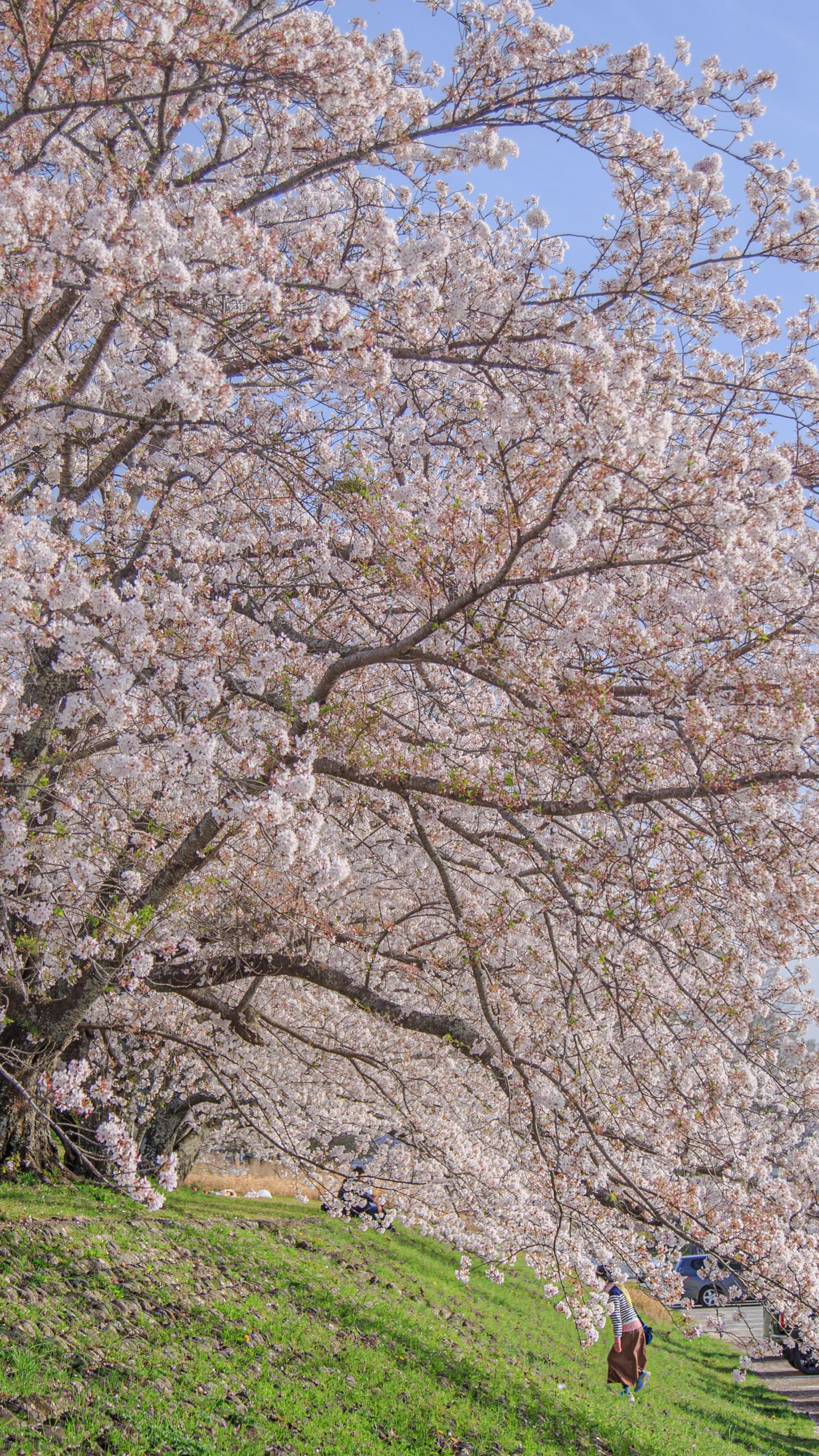 咲き乱れ(三重県伊勢市・宮川堤の桜並木)