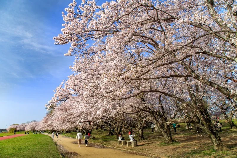 無料壁紙 花見で賑わう公園。PCとデスクトップ壁紙に最適な4K高画質の無料壁紙。三重県伊勢市の宮川堤の桜並木で撮影したフリー写真素材