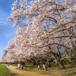 宮川堤の桜並木のフリー写真素材