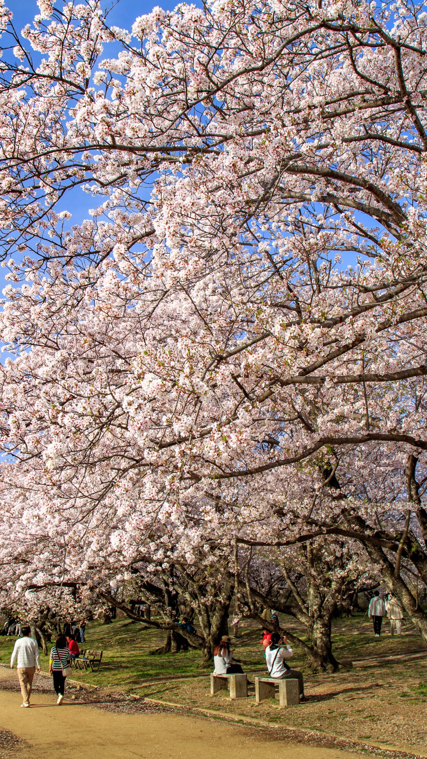 花見で賑わう公園(三重県伊勢市・宮川堤の桜並木)