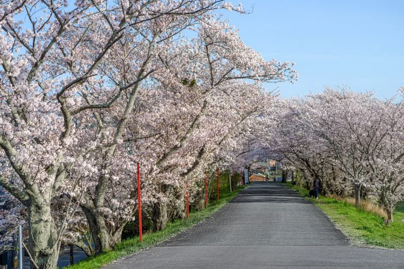 無料壁紙 桜並木道。PCとデスクトップ壁紙に最適な4K高画質の無料壁紙。三重県伊勢市の宮川堤の桜並木で撮影したフリー写真素材