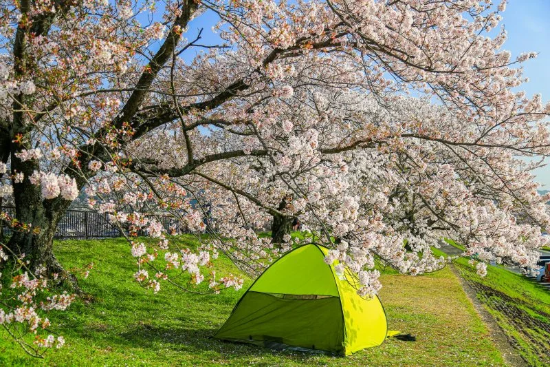 無料壁紙 テントでお花見。PCとデスクトップ壁紙に最適な4K高画質の無料壁紙。三重県伊勢市の宮川堤の桜並木で撮影したフリー写真素材