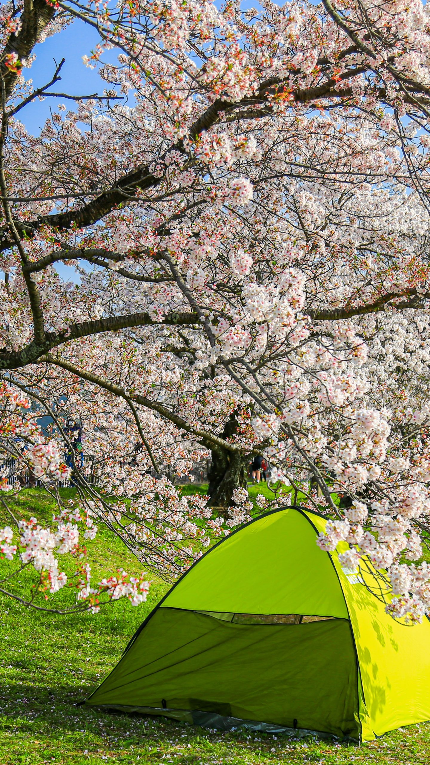 テントでお花見(三重県伊勢市・宮川堤の桜並木)