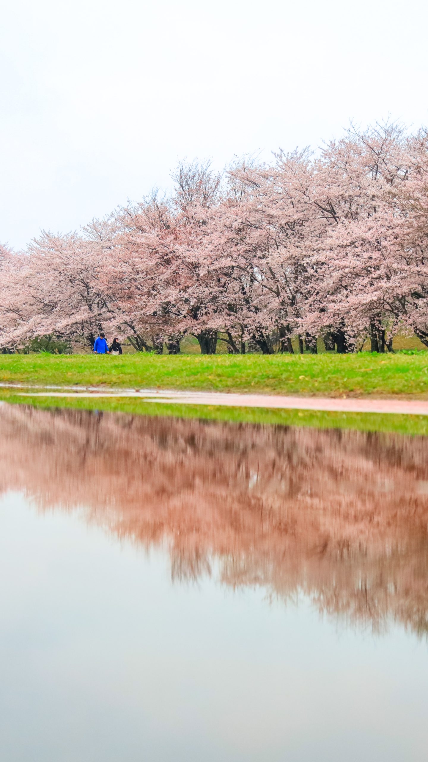 千本桜のリフレクション(三重県伊勢市・宮川堤の桜並木)