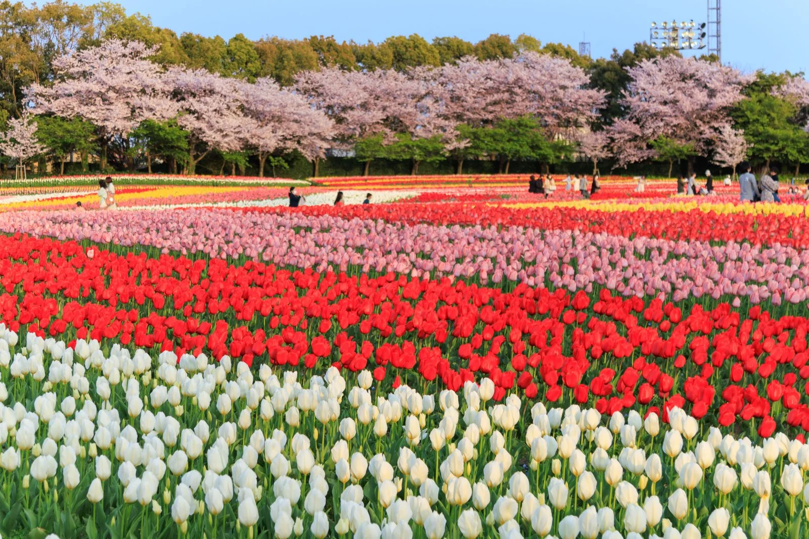 無料壁紙 桜とチューリップの共演。PCとデスクトップ壁紙に最適な4K高画質の無料壁紙。三重県桑名市のなばなの里で撮影したフリー写真素材