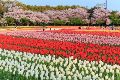 無料壁紙 桜とチューリップの共演。PCとデスクトップ壁紙に最適な4K高画質の無料壁紙。三重県桑名市のなばなの里で撮影したフリー写真素材