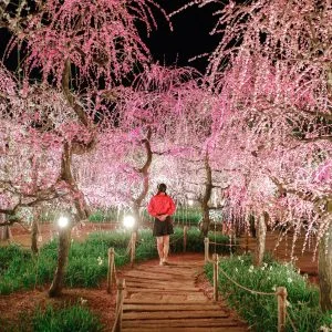 無料壁紙 梅苑ライトアップの小道。PCとデスクトップ壁紙に最適な4K高画質の無料壁紙。三重県桑名市のなばなの里で撮影したフリー写真素材