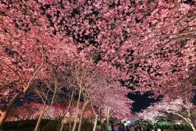 無料壁紙 河津桜のライトアップとハートの桜。PCとデスクトップ壁紙に最適な4K高画質の無料壁紙。三重県桑名市のなばなの里で撮影したフリー写真素材