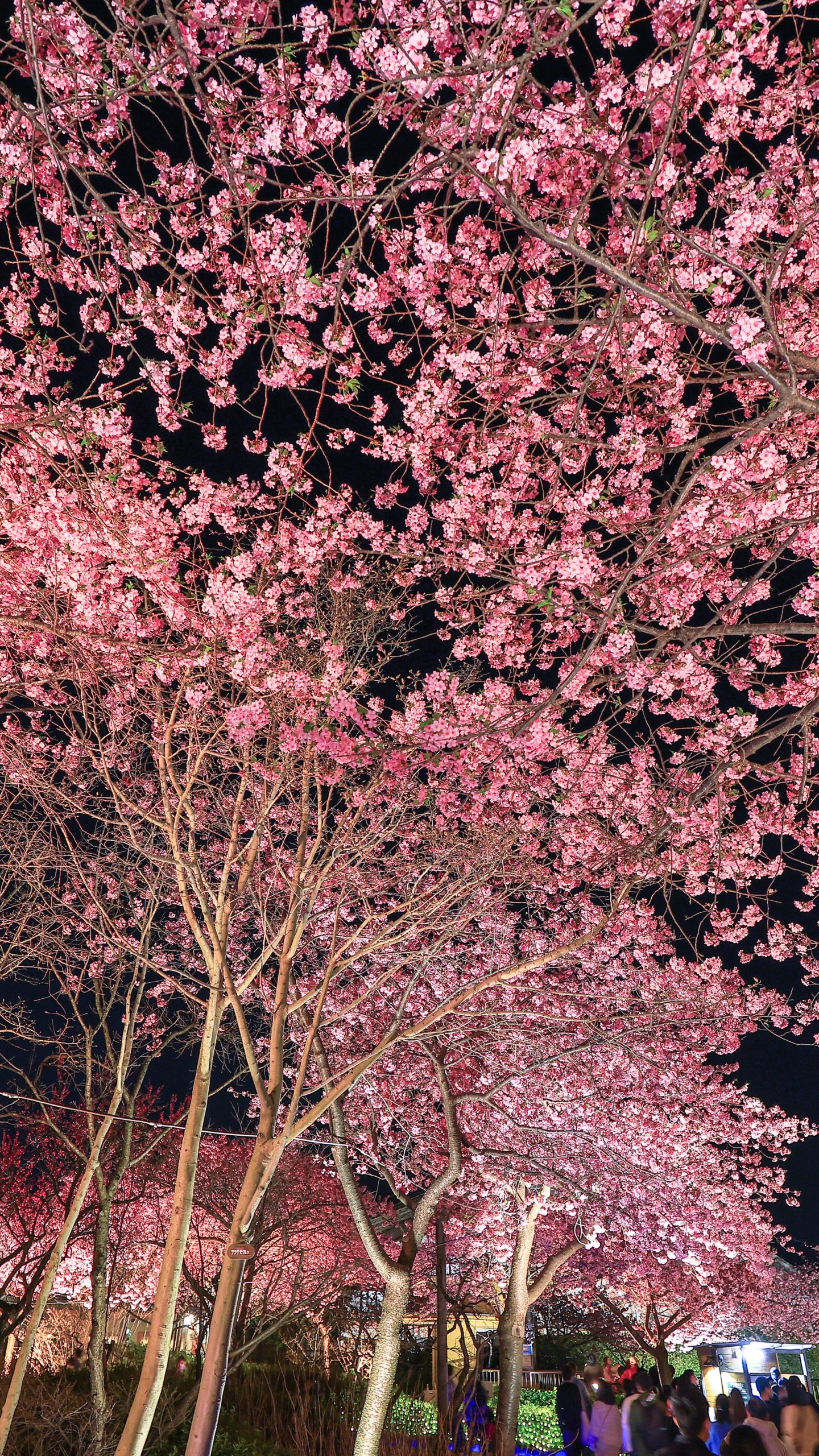 河津桜のライトアップとハートの桜(三重県桑名市・なばなの里)
