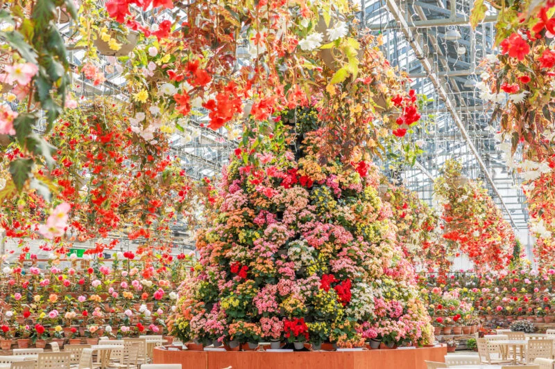無料壁紙 ベゴニアガーデンの花タワー。PCとデスクトップ壁紙に最適な4K高画質の無料壁紙。三重県桑名市のなばなの里で撮影したフリー写真素材
