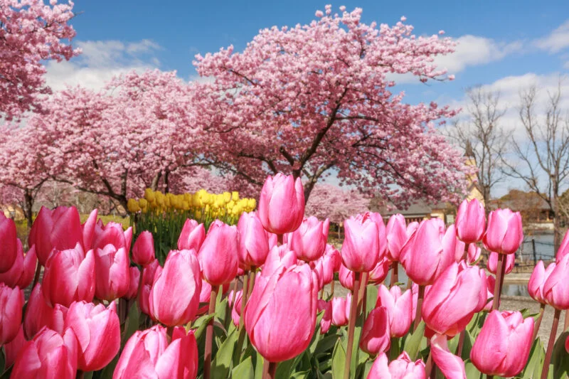 無料壁紙 ピント黄色のチューリップと河津桜。PCとデスクトップ壁紙に最適な4K高画質の無料壁紙。三重県桑名市のなばなの里で撮影したフリー写真素材