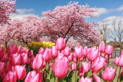 無料壁紙 ピント黄色のチューリップと河津桜。PCとデスクトップ壁紙に最適な4K高画質の無料壁紙。三重県桑名市のなばなの里で撮影したフリー写真素材