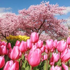 無料壁紙 ピント黄色のチューリップと河津桜。PCとデスクトップ壁紙に最適な4K高画質の無料壁紙。三重県桑名市のなばなの里で撮影したフリー写真素材