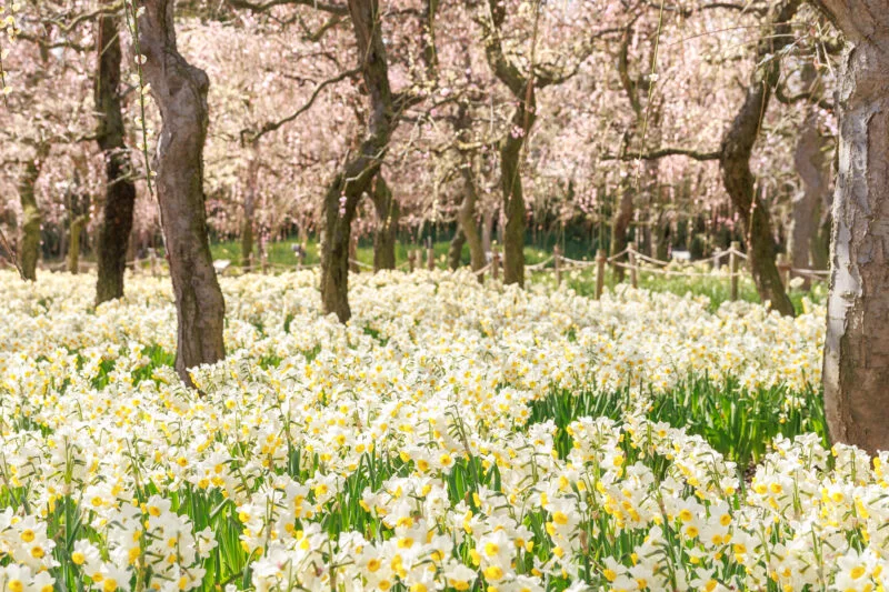 無料壁紙 梅園の水仙。PCとデスクトップ壁紙に最適な4K高画質の無料壁紙。三重県桑名市のなばなの里で撮影したフリー写真素材