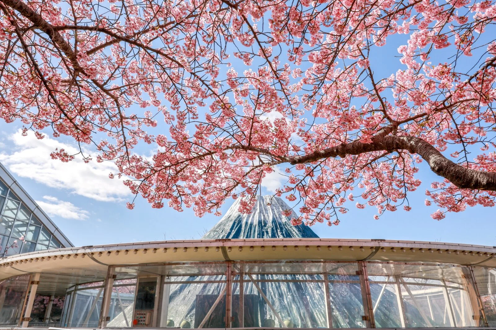 無料壁紙 アイランド富士と河津桜。PCとデスクトップ壁紙に最適な4K高画質の無料壁紙。三重県桑名市のなばなの里で撮影したフリー写真素材