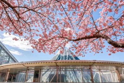 無料壁紙 アイランド富士と河津桜。PCとデスクトップ壁紙に最適な4K高画質の無料壁紙。三重県桑名市のなばなの里で撮影したフリー写真素材