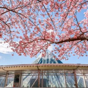 無料壁紙 アイランド富士と河津桜。PCとデスクトップ壁紙に最適な4K高画質の無料壁紙。三重県桑名市のなばなの里で撮影したフリー写真素材