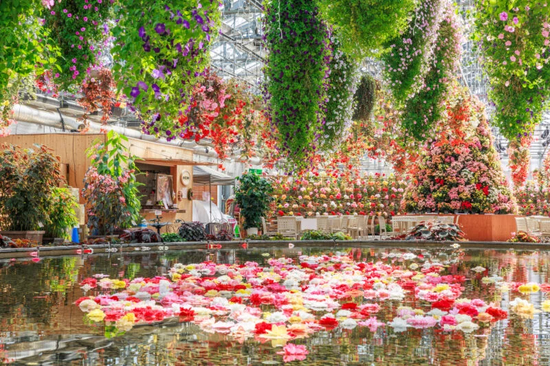 無料壁紙 ベゴニアガーデンの春景色。PCとデスクトップ壁紙に最適な4K高画質の無料壁紙。三重県桑名市のなばなの里で撮影したフリー写真素材