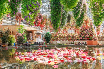 無料壁紙 ベゴニアガーデンの春景色。PCとデスクトップ壁紙に最適な4K高画質の無料壁紙。三重県桑名市のなばなの里で撮影したフリー写真素材