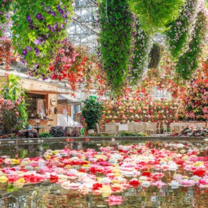 無料壁紙 ベゴニアガーデンの春景色。PCとデスクトップ壁紙に最適な4K高画質の無料壁紙。三重県桑名市のなばなの里で撮影したフリー写真素材