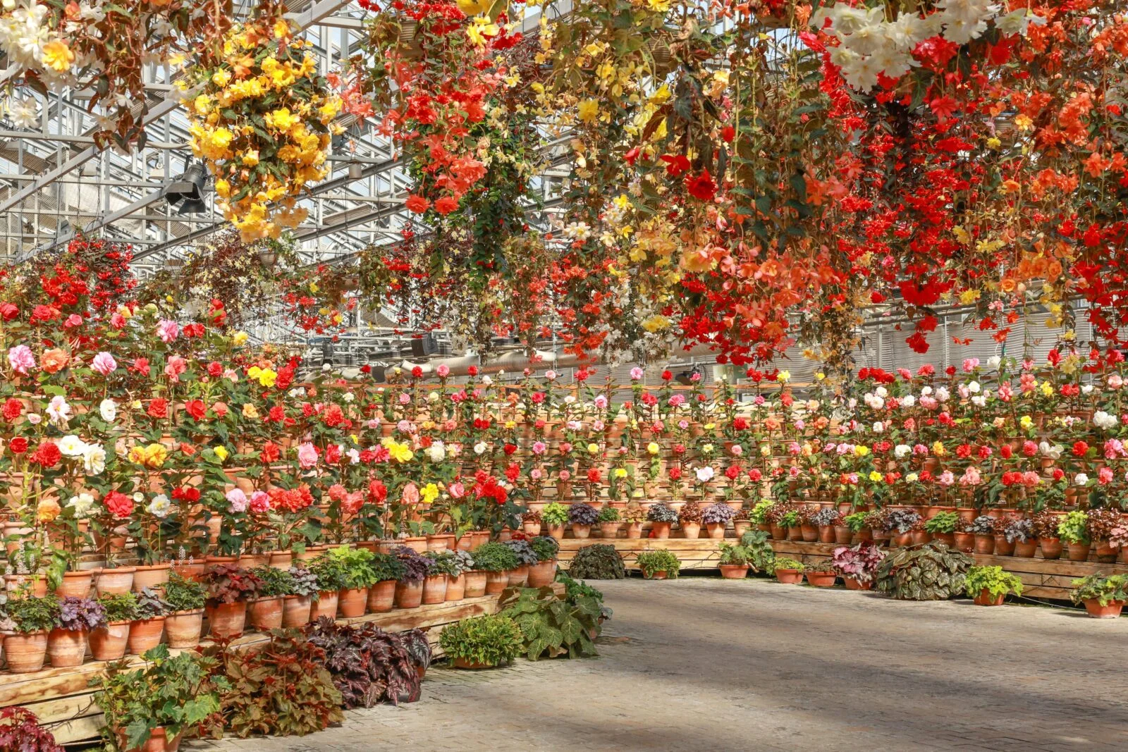 無料壁紙 日中の光が降り注ぐベゴニアガーデン。PCとデスクトップ壁紙に最適な4K高画質の無料壁紙。三重県桑名市のなばなの里で撮影したフリー写真素材